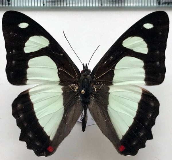 Pyrrhogyra edocla lysanias mâle A1-  Equateur