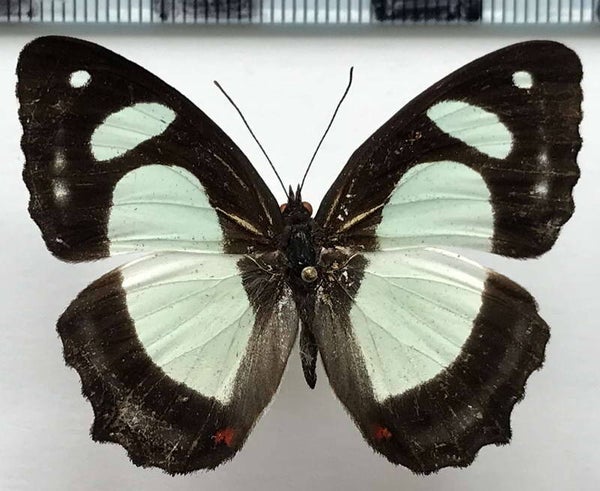 Pyrrhogyra otolais nasica mâle A1-  Equateur