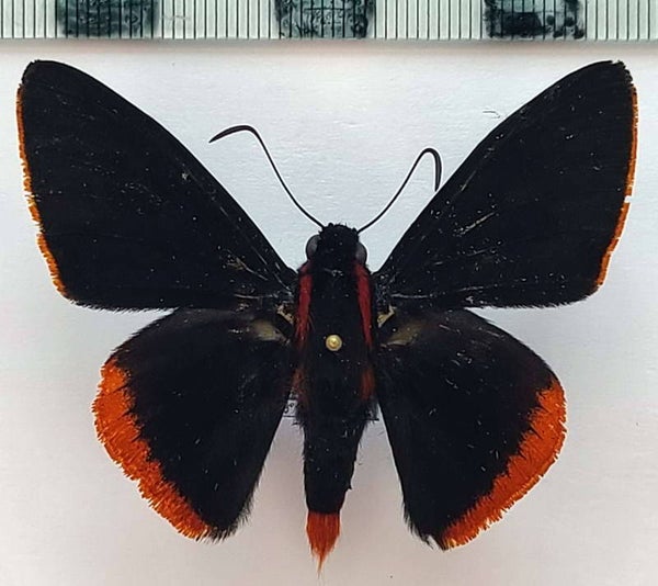 Pyrrhopyge materna  mâle A1- Equateur