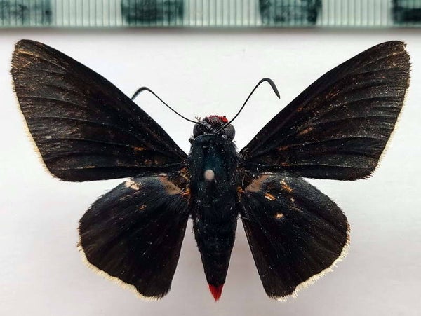 Pyrrhopyge phiclius rusca  mâle A1-  Pérou