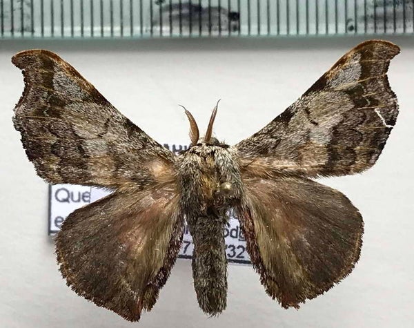 Quentalia ephonia mâle Equateur