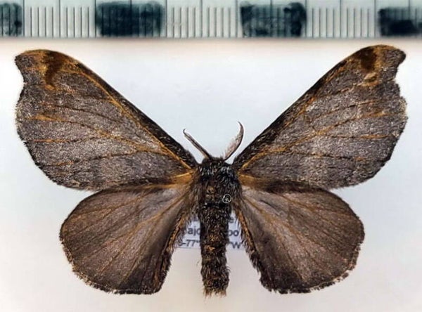 Quentalia lividia mâle Equateur
