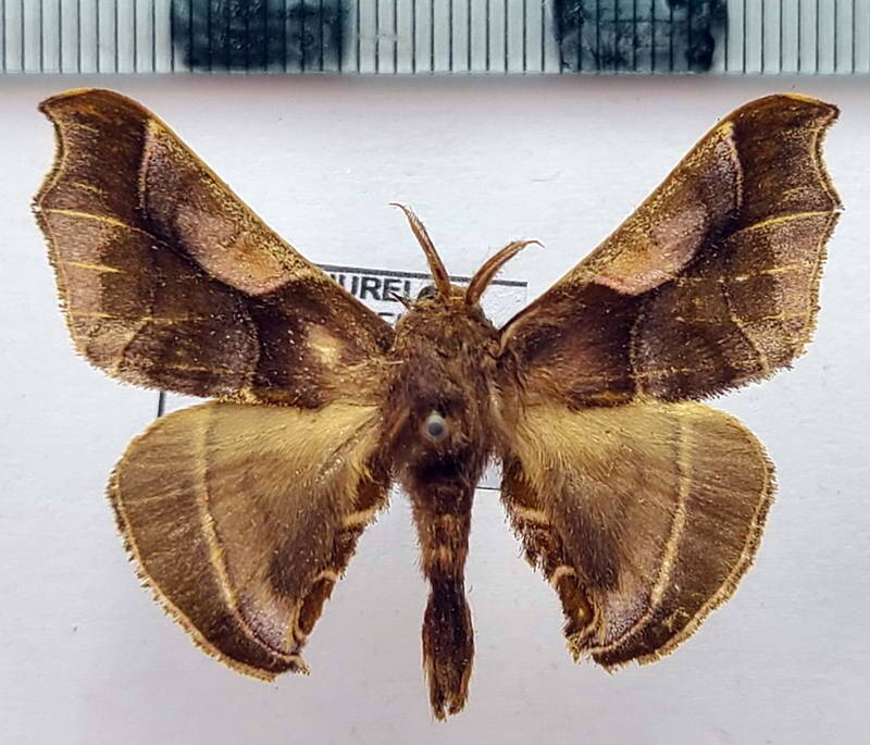 Quentalia_postarcuata_m_Equateur