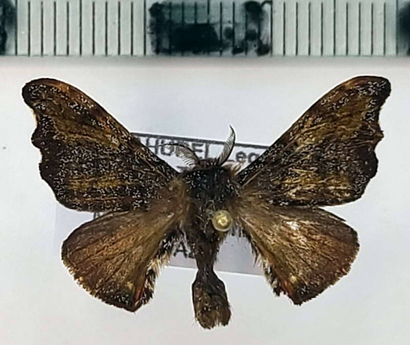 Quentalia_sp1067_m_Equateur