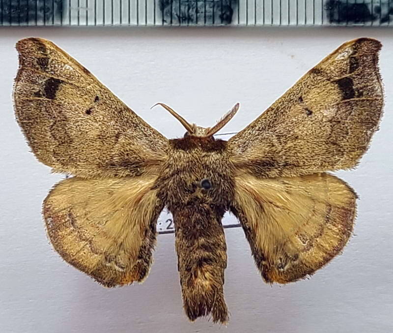 Quentalia_sp1174_m_Equateur