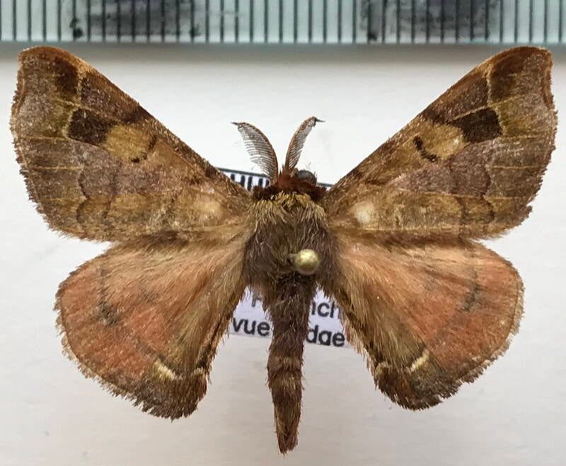 Quentalia_sp507_m_Equateur