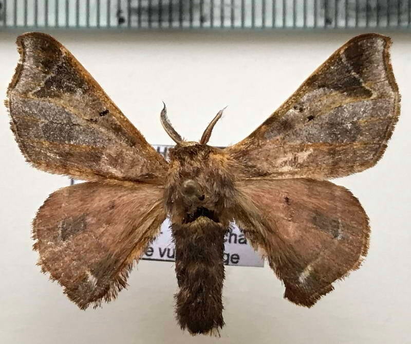 Quentalia_sp531_m_Equateur