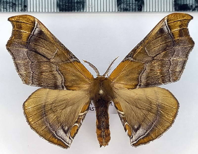 Quentalia_sp_1049_m_Equateur