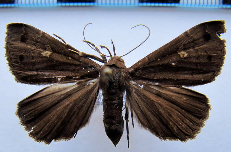 rejectaria_funebris_Guyane fr