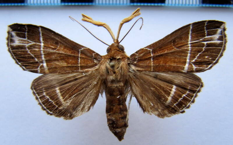 rejectaria_sp01_Guyane fr