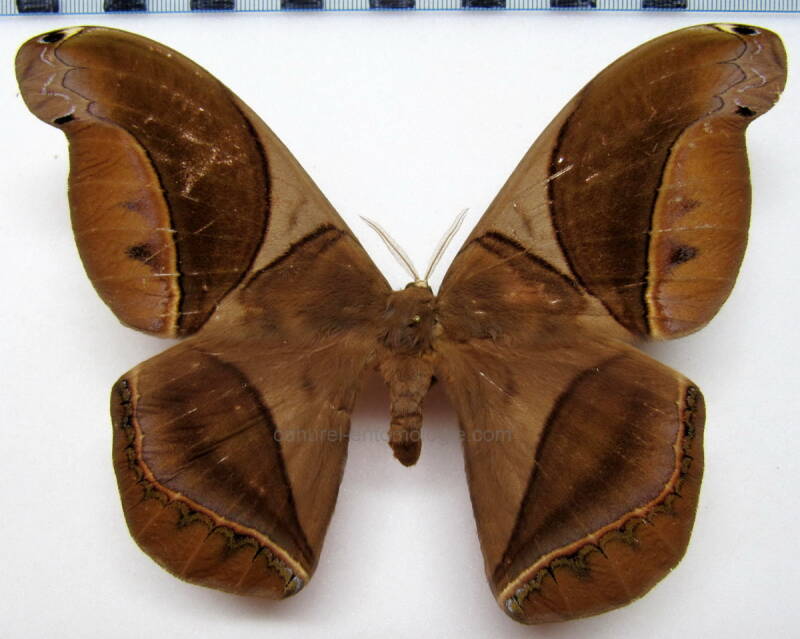 rhescynthis_hippodamia_f-gf-standard-7aycja.jpg