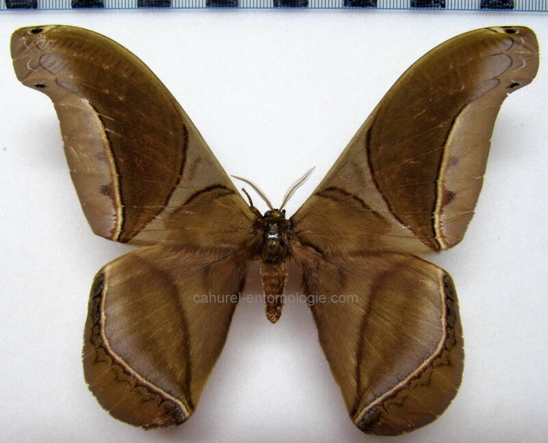 rhescynthis_hippodamia_m-gf-standard.jpg