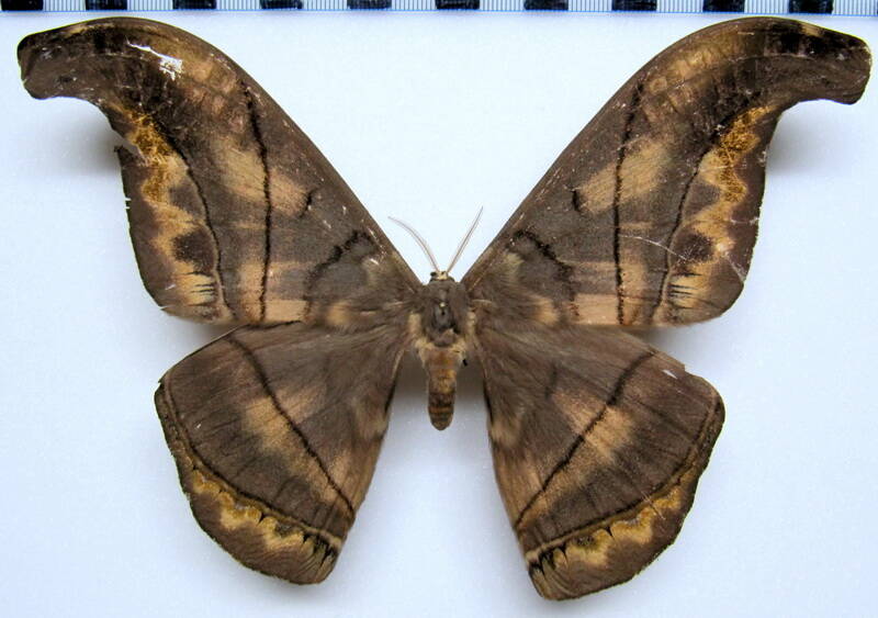 rhescyntis_descimoni_eq_m-standard.jpg