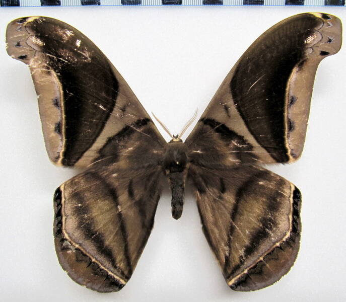 rhescyntis_hippodamia_colombiana_eq_m-standard.jpg