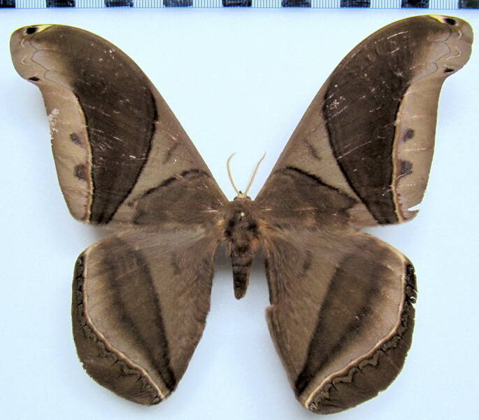 rhescyntis_hippodamia_eq_m-standard.jpg