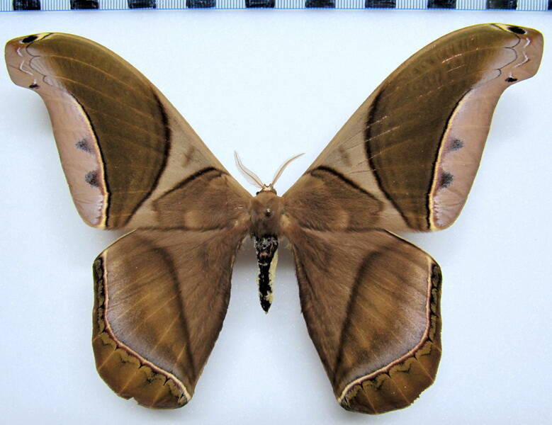 rhescyntis_hippodamia_gf_m-standard.jpg