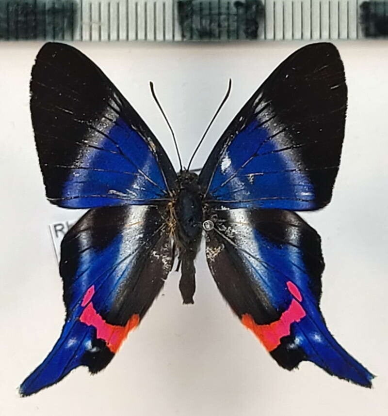 Rhetus periander mâle A1-  Pérou