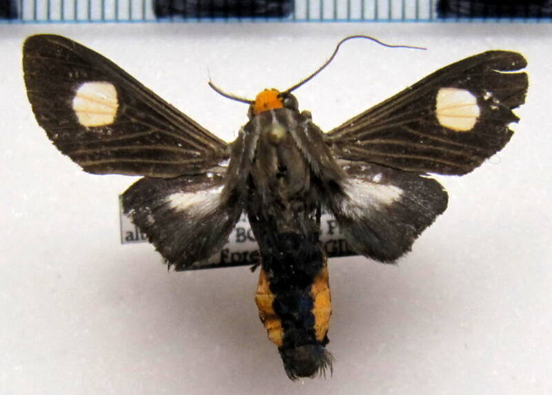 rhipha_albiplaga_m_gf-standard.jpg