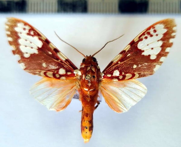 Rhipha flammans mâle A1- Equateur