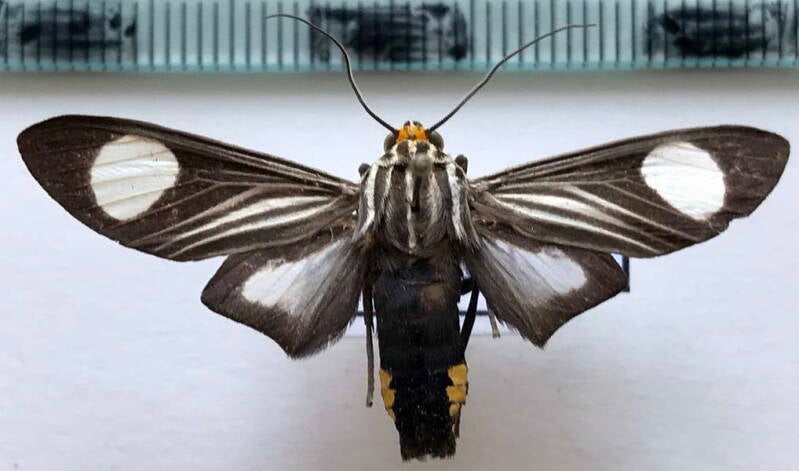 rhipha_niveomaculata_m_bol-standard.jpg