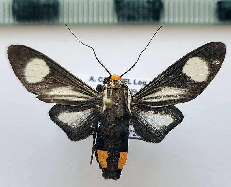 rhipha_niveomaculata_m_eq-standard.jpg
