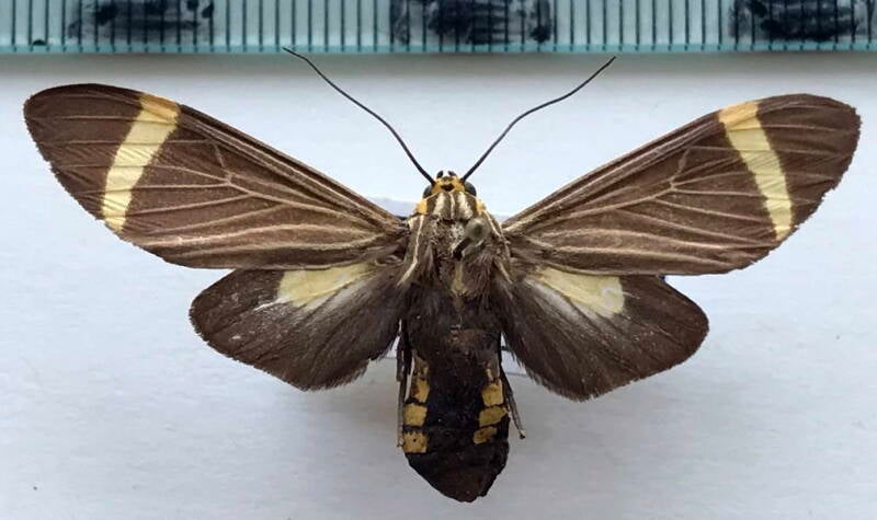 rhipha_sp766_f_bol-standard.jpg