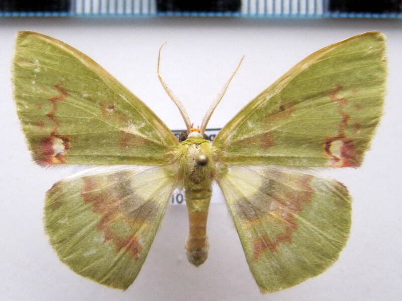rhodochlora_brunneipalpis_m_gf-standard-jqwt3c.jpg