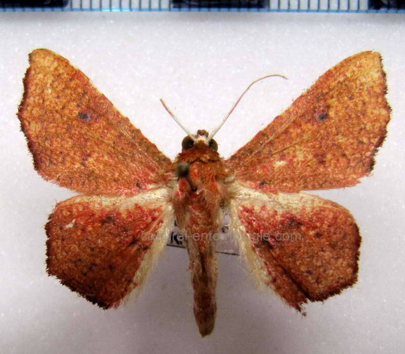 rhodogonia_miniata_gf-standard.jpg