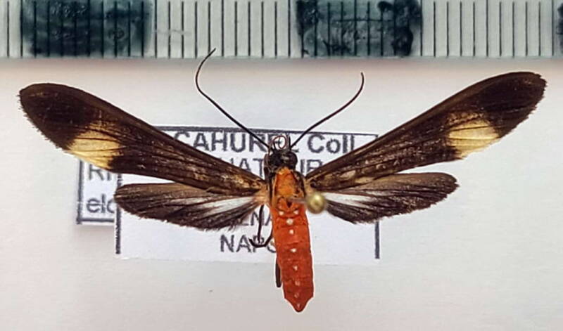 Rhynchopyga_elongata_m02_Equateur