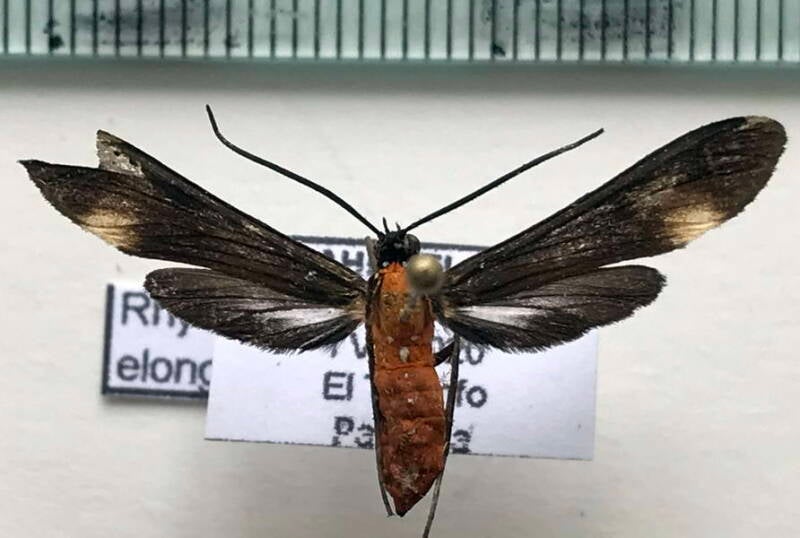 rhynchopyga_elongata_m_eq-standard.jpg