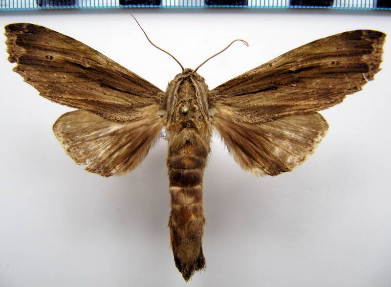 rifargia_adusta_gf-standard.jpg