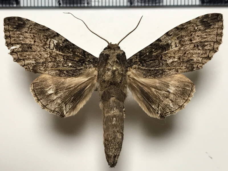 rifargia_albidivisa_m_gf-standard.jpg