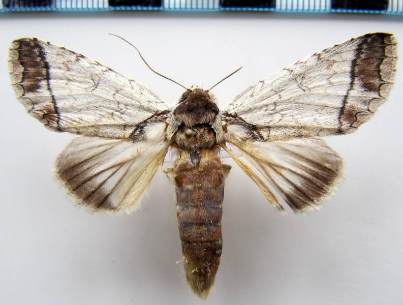 rifargia_lineata_gf-standard.jpg