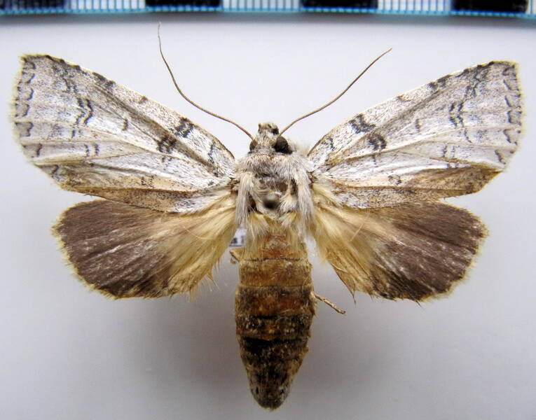 rifargia_sp02_eq-standard.jpg
