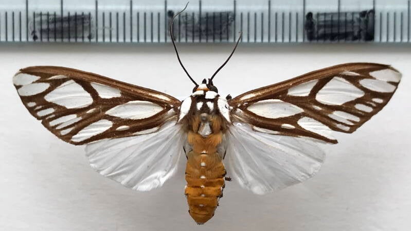 robinsonia_multimaculata_f_bol-standard.jpg