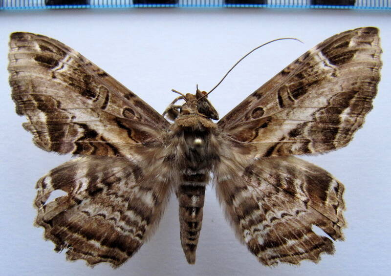 ronania_marmorides_eq-standard.jpg