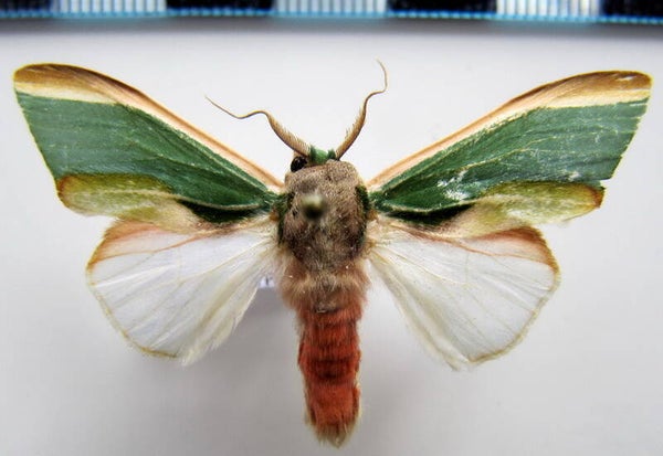 Rosema apolinairei mâle Equateur