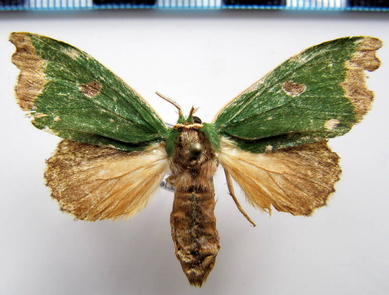 rosema_epigena_f_eq-standard.jpg