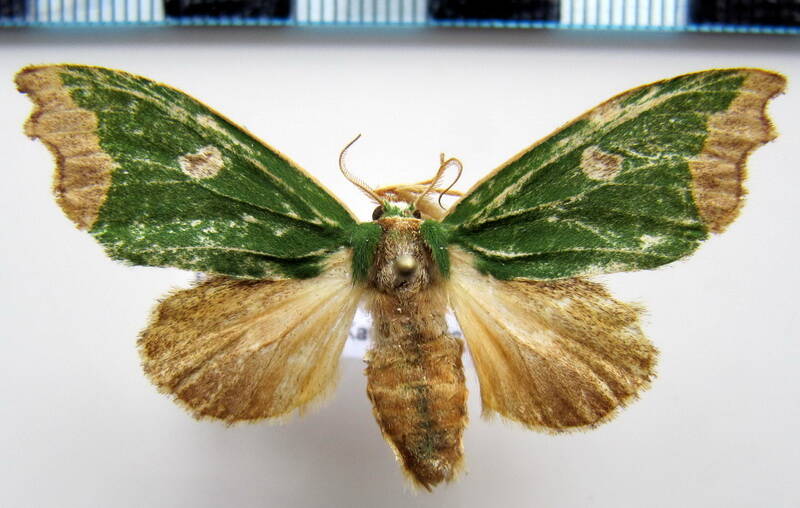rosema_epigena_f_gf-standard.jpg