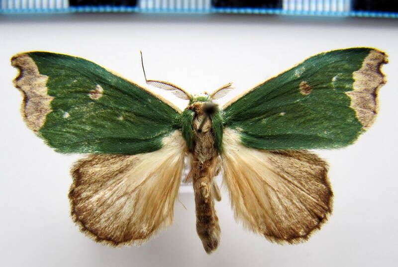 rosema_epigena_m_bol-standard.jpg