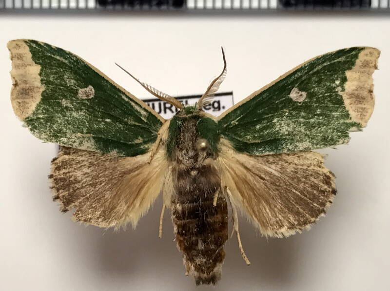 rosema_epigena_m_eq-standard.jpg