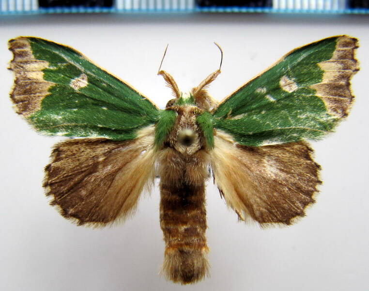 rosema_epigena_m_gf-standard-8wrqb7.jpg