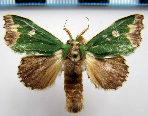 Rosema epigena mâle Guyane française