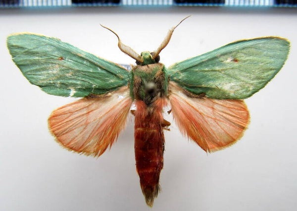 Rosema myops mâle Guyane française