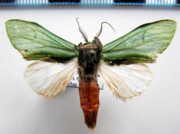 Rosema thalassina mâle Equateur