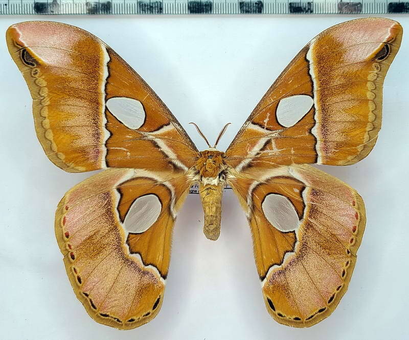rothschildia_hesperus_f02_gf-standard.jpg