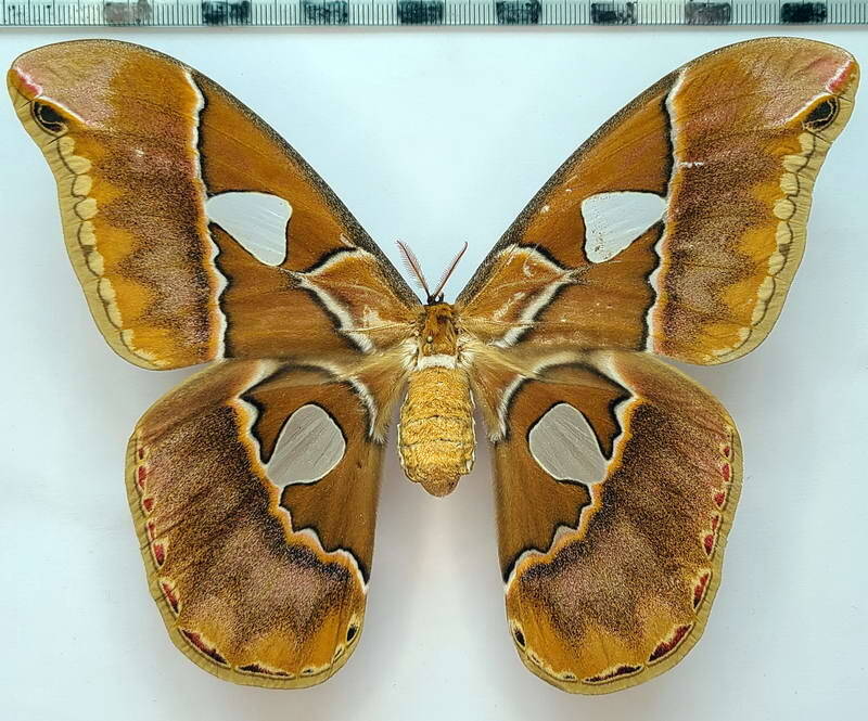 rothschildia_hesperus_f02_per-standard.jpg