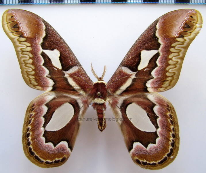 rothschildia_jacobaea_bresil-standard.jpg