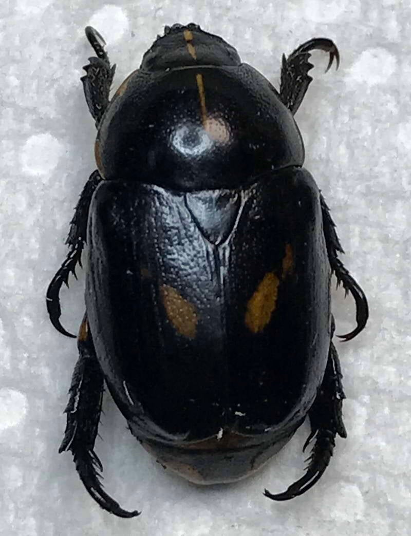 rutela_lineola_Guyane fr