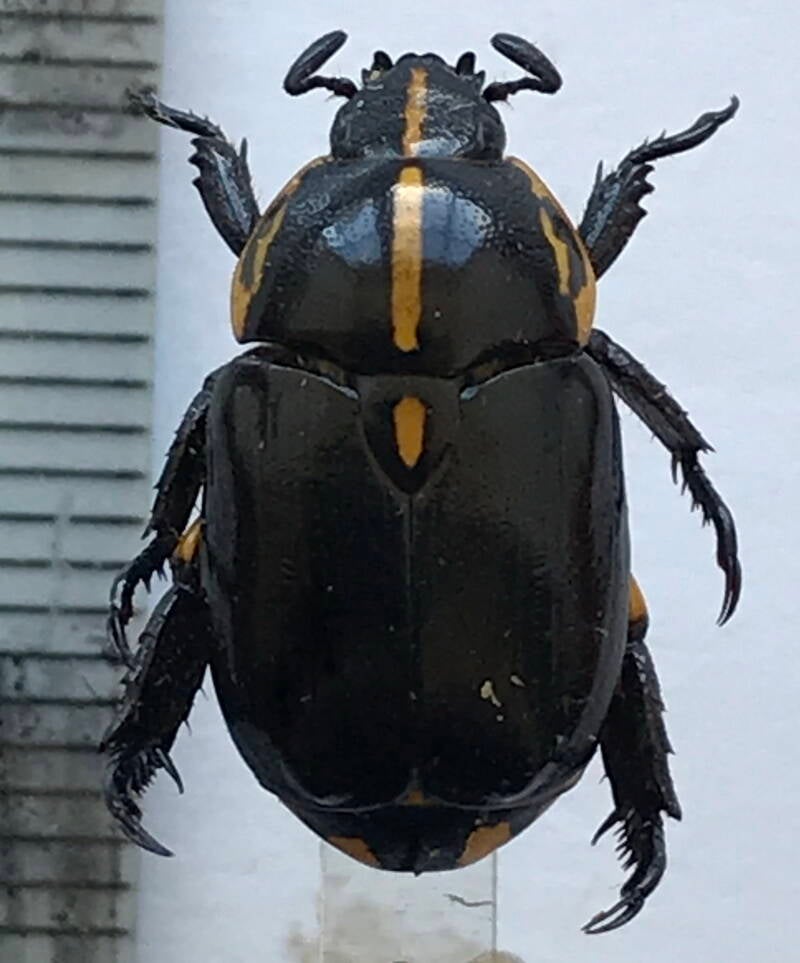 rutela_lineola_Guyane fr